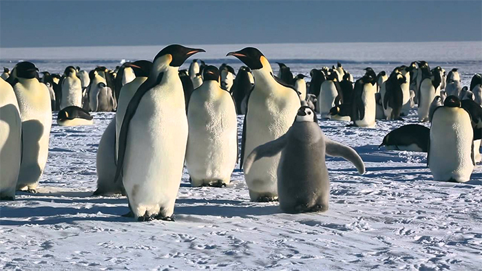 march of the penguins
