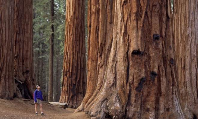 a hiker stares up at a giant california redwood in sequoia national park
