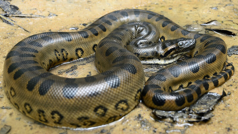 anaconda+snake.jpg