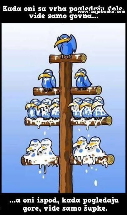 smijesne ptice 7 5 2 5